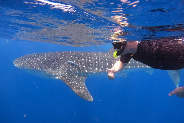 Swim with Whale Sharks: Cancun, Playa, Tulum, Riviera Maya