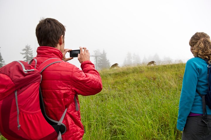 Canmore Wildlife Walk: Spot Animals & Nature (2-Hour)