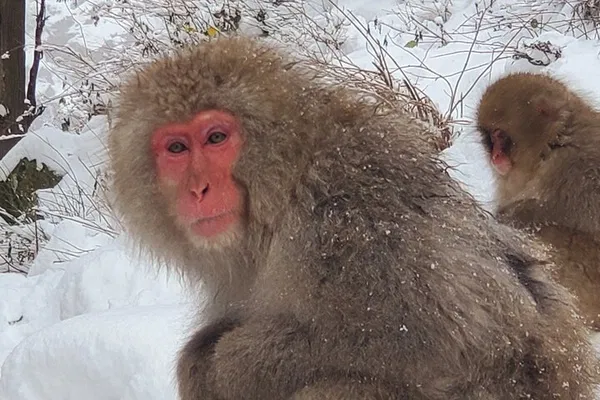 Snow Monkeys & Zenkoji: Private Tour