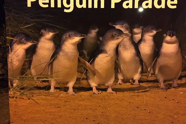 Penguin Parade Private Tour: A Luxurious Wildlife Experience on Phillip Island