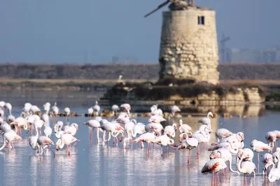 Trapani's Morning Salt & Windmill Charm: A Guided Tour