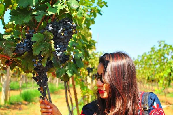 Bangalore's Vineyard Escape: Nandi Hills Wine Tour