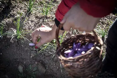 Saffron Harvest & Tasting: Abruzzo's Red Gold Culinary Adventure