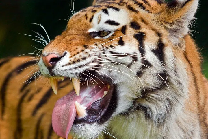 img0