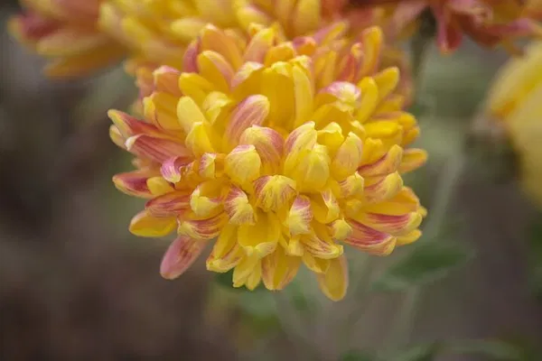 Romantic Escapes: Unforgettable Shimla Honeymoon Getaway