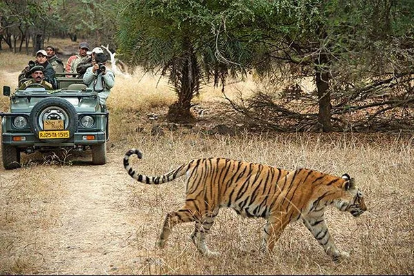 Embark on an Unforgettable 3-Day Ranthambhore Tiger Safari from Agra to Jaipur