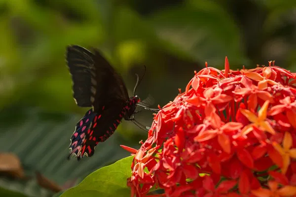 Puerto Vallarta: Butterfly Sanctuary Guided Tour