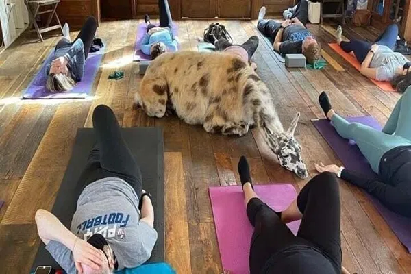 Llama Yoga: Relax with Furry Friends!