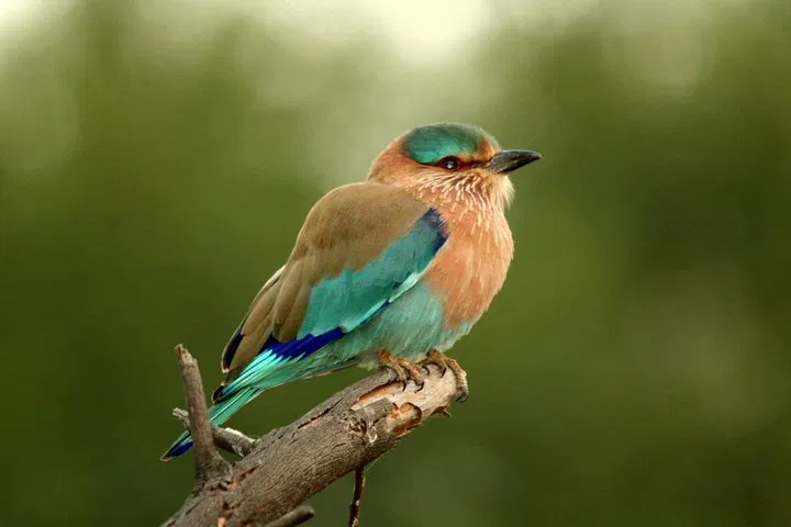 img0