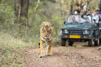 Unforgettable 8-Day Golden Triangle Tour: Tigers, Culture, and Majesty