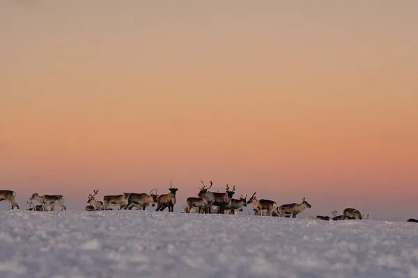 Sámi Reindeer Safari: Arctic Culture & Wild Meal