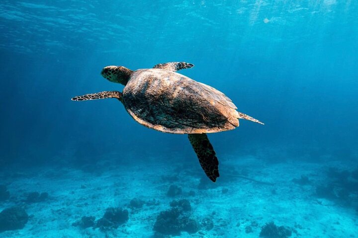Phi Phi Islands Snorkel Adventure: Dive into Paradise on a Budget!