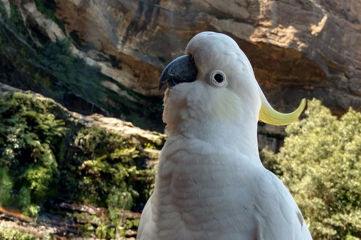 Unforgettable Blue Mountains Private Tour: Tailored Australian Adventure