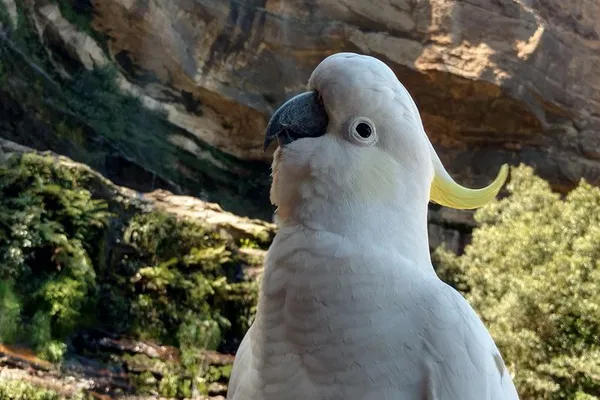 Unforgettable Blue Mountains Private Tour: Tailored Australian Adventure