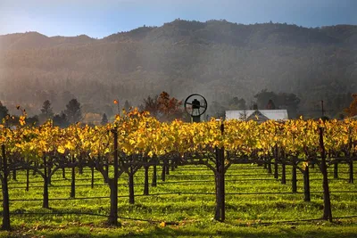 Uncover Amador County's Charm: A Private Wine Tour from San Francisco