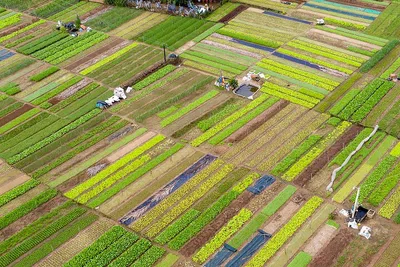 Immersive Farming: A Hands-On Cultural Day in Tra Que Village