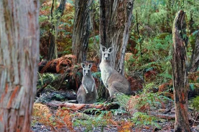 Melbourne's Wildlife Wonders: Great Ocean Road & Phillip Island Adventure