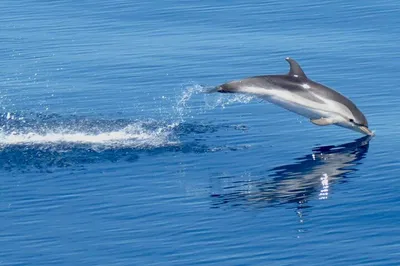 Taormina Sunset Cruise: Dolphins, Caves & Isola Bella Swim