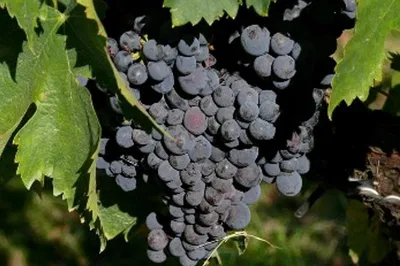 Umbria's Wine & Olive Oil Dream: A Taste of Italy's Heart