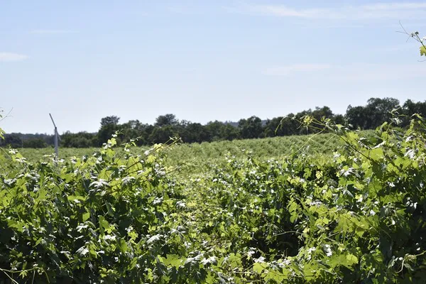 Lodi Wine Tasting: Personalized Vineyard Adventures Await!