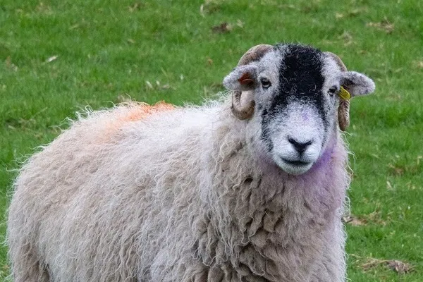 Yorkshire Dales Filming Location Tour: All Creatures Great & Small