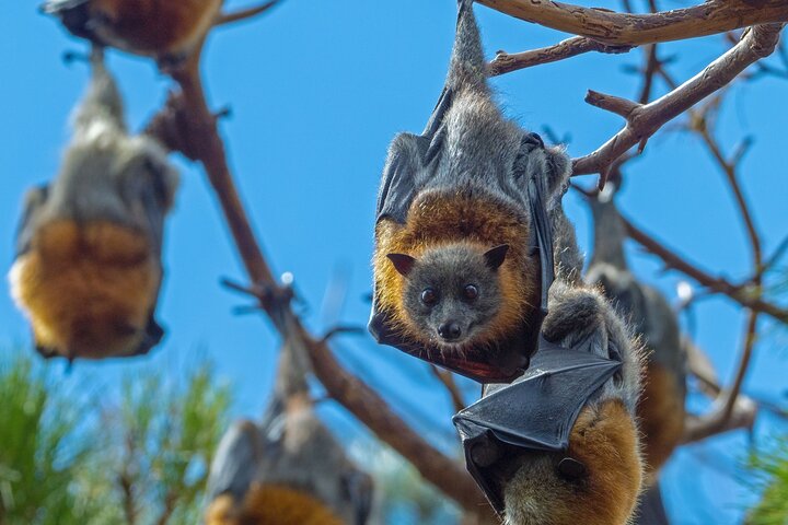 Sydney's Flying Fox Bat Colony: See Thousands!