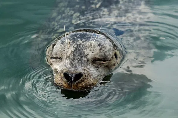 Vancouver Zodiac Tour: City & Nature Sightseeing!