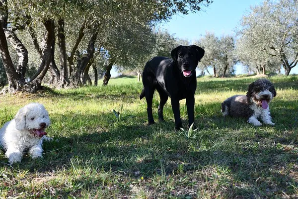 Unearth Tuscan Treasures: Truffle Hunting Adventure with Siena Tartufi