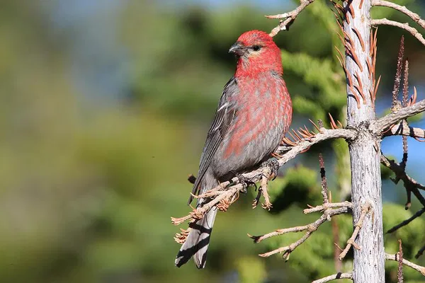 Uncover the Uinta Mountains: A Birding and Nature Expedition