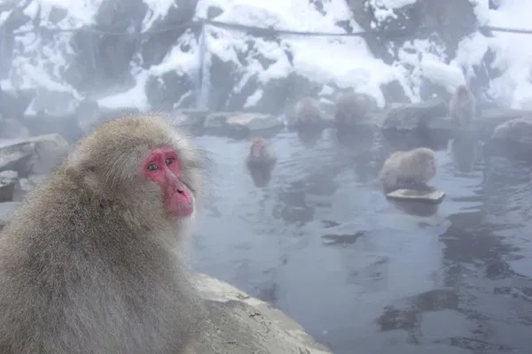 Snow Monkeys & Zenkoji Temple: Bullet Train Tour