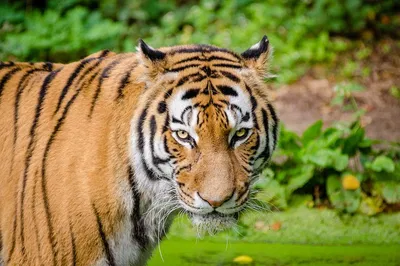 Embark on a Thrilling Wildlife Expedition: Jaipur to Ranthambore Day Tour!