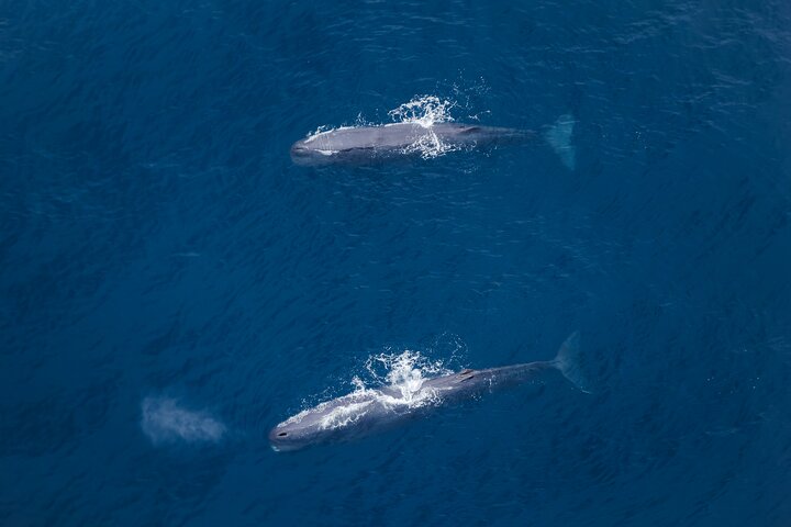 Kaikoura: Air Whale Watching - Breathtaking Views!