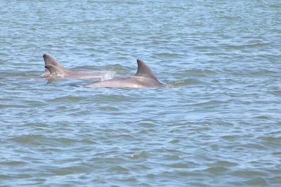 St. Augustine: Wildlife & History Boat Tour