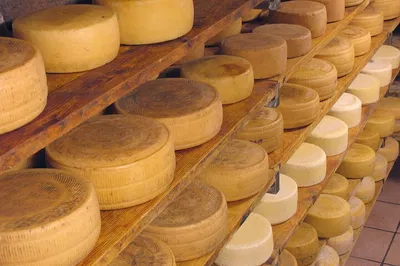 Tuscany Cheese, Olive Oil & San Gimignano Day Trip