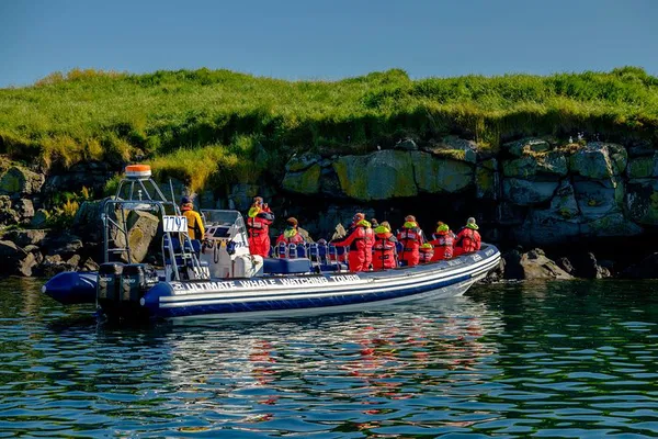Reykjavik's Premium Puffin Paradise: An Unforgettable Birdwatching Adventure