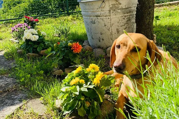 Secluded Yoga & Hike: Blevio Forest Escape on Lake Como