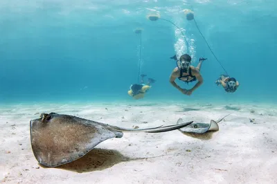 Nemo Diving: Tankless Snorkeling Adventure in Lauderdale