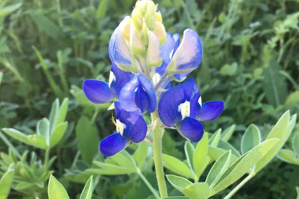 Austin Greenbelt Safari: Hike Through Hill Country's Hidden Gems!