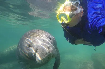 Manatee Snorkel Tour: FREE Photos & Small Group!