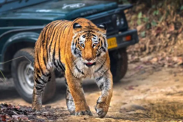Ranthambore Tiger Safari: Same Day Trip from Jaipur