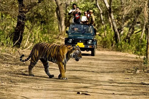 Embark on a Royal Tiger Safari: Delhi, Taj Mahal, and Ranthambhore Adventure