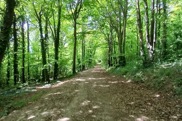 Ridgeview & Artelium: Private Vineyard Walking Tour