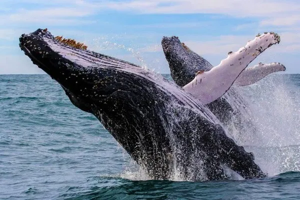 Witness Majestic Humpbacks: Bacardi Whale Watching Adventure