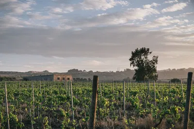 Syracuse's Sicilian Wine Journey: Sip Through History