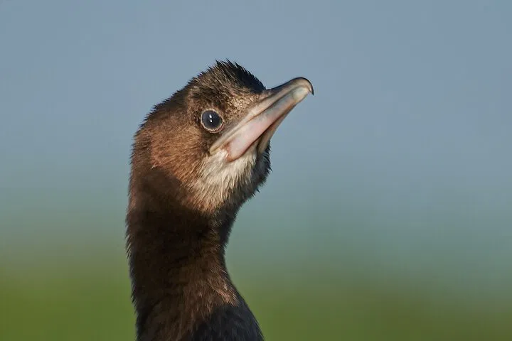 img0