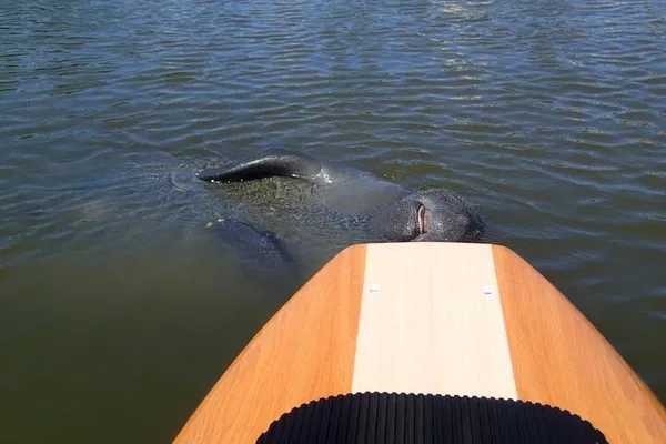 Cocoa Beach: Dolphin & Manatee Kayak Tour