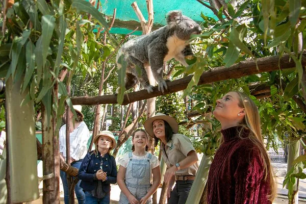 Currumbin Wildlife Sanctuary: Get Wild with Aussie Animals!