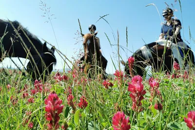 Tuscan Trails: Discover Siena's Soul on Horseback
