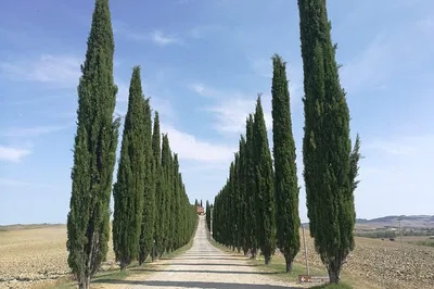 Discover Montepulciano & Pienza: A Luxurious Wine & Flavors Tour from Rome