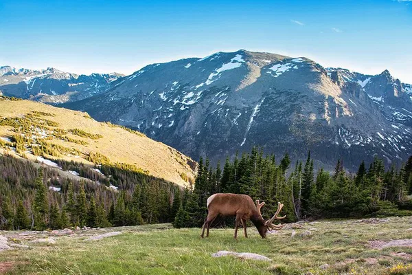 Rocky Mountain Day Trip: Wildlife & Alpine Views